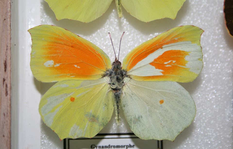 Gonepteryx cleopatra (mosaic gynandromorph) (2) (Internet Image property of respective owner, non-commercial use only)
